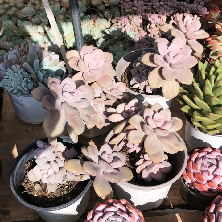 桃霜小老桩多肉植物