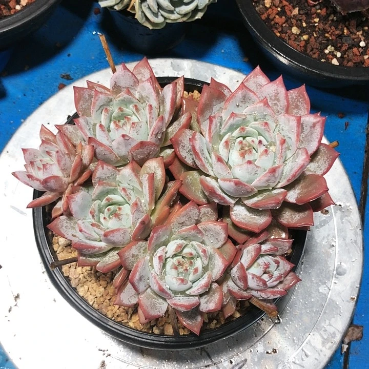 粉蓝鸟群多肉植物