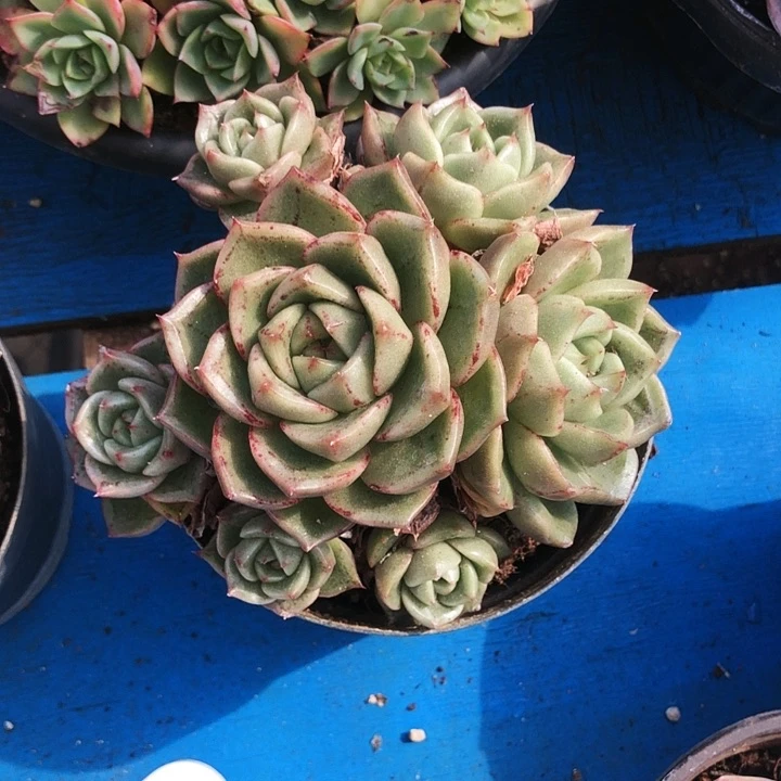 珍妮玫瑰老桩多肉植物