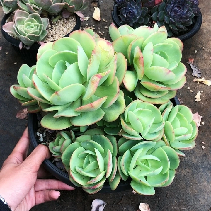 鸡蛋碧桃老桩大群多肉植物