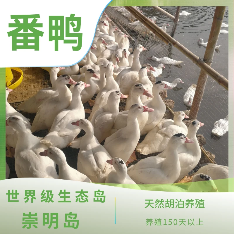 崇明番鸭（毛重8斤左右）营养紧实肉质精选鲜美发货