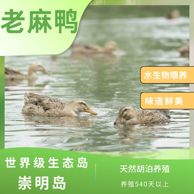 崇明550天老麻鸭（营养，自然，鲜美，冷链，冷鲜，林地散养）食用发货