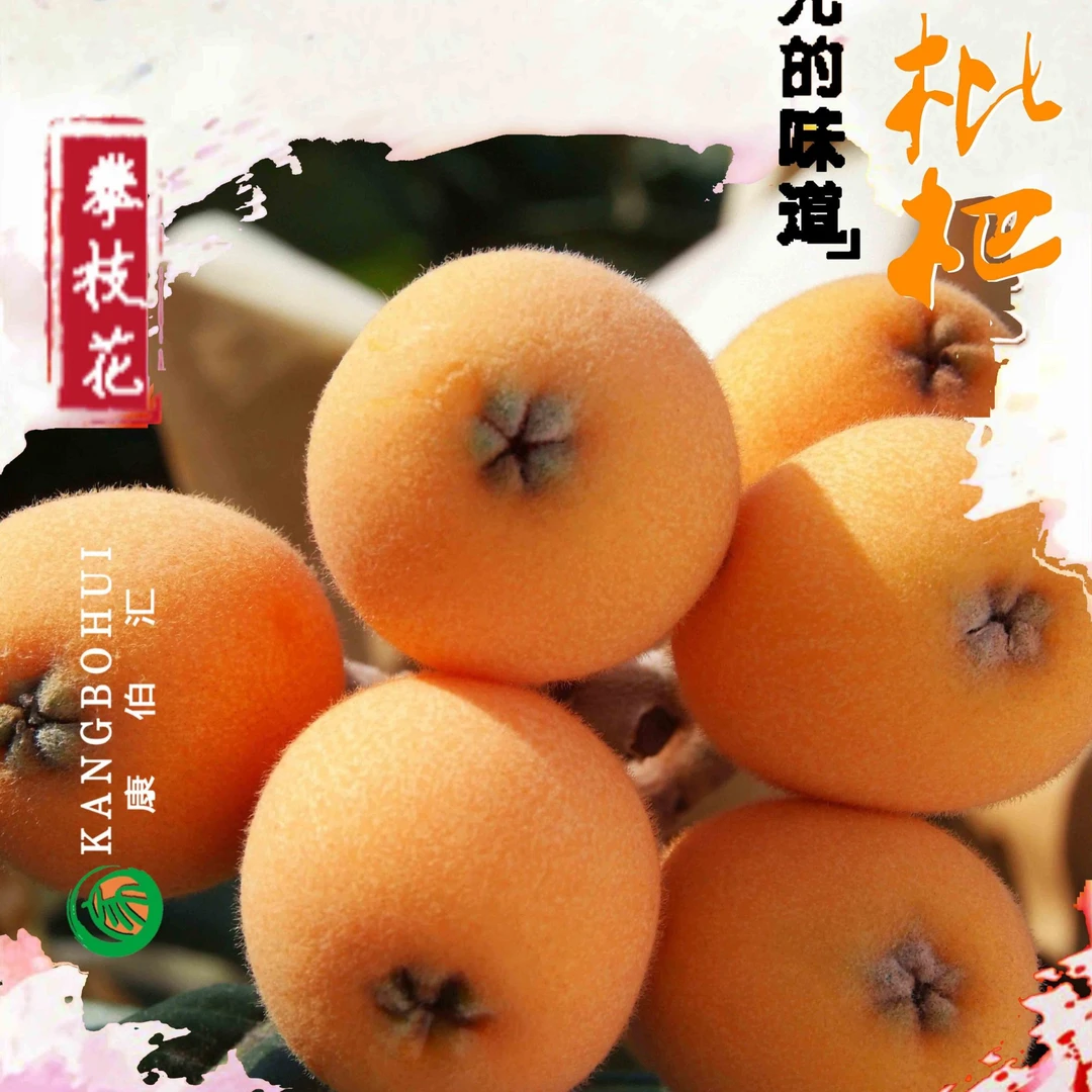 攀枝花米易大五星高山老树甜枇杷净果【2斤/4斤】香甜多汁申通包邮