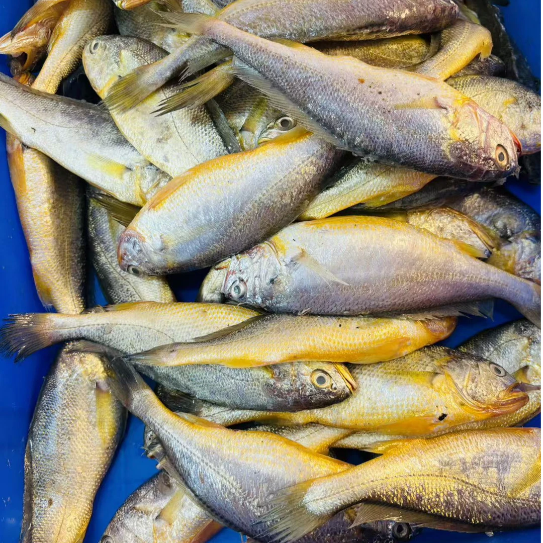 山东威海本地野生黄花鱼  顺丰包邮到家(入库不退）