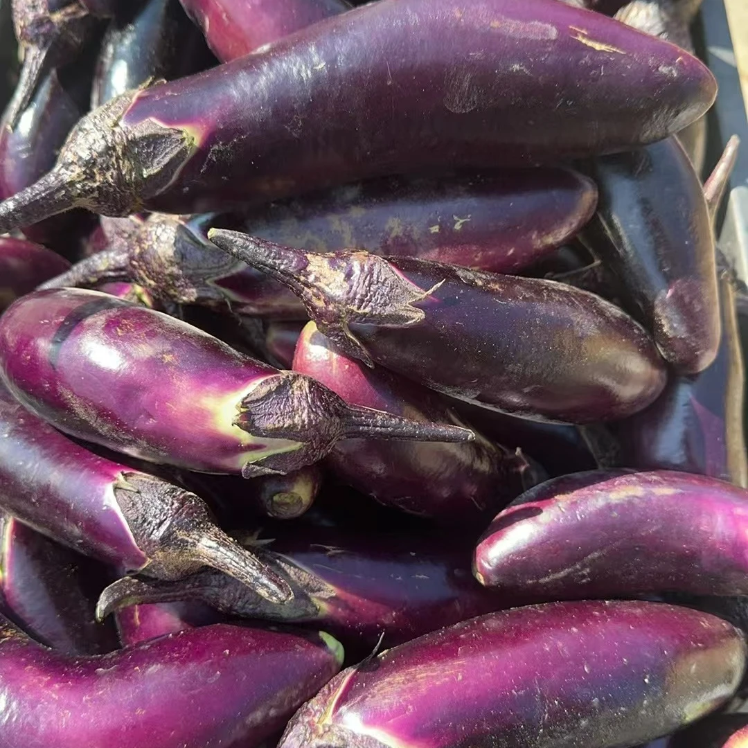 <老哥老妹>湖南湘西农家茄子