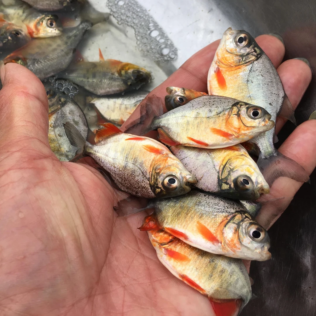 【包活到家】鲳鱼5-7cm50条