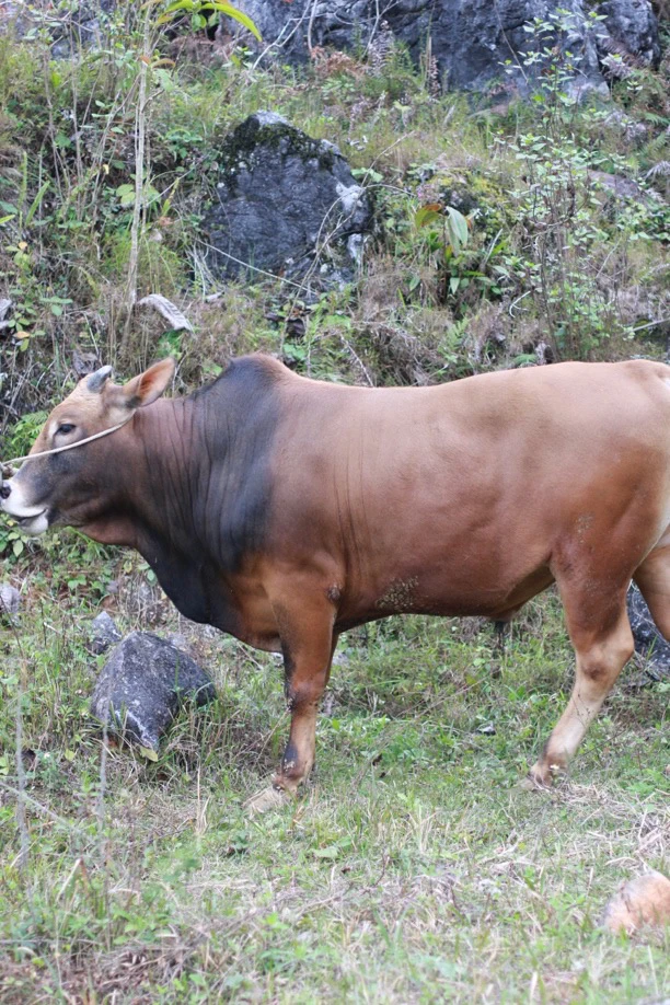 5号： 牛肉直播间称重改价 广西靖西土黄牛肉 4斤起拍 顺丰包邮