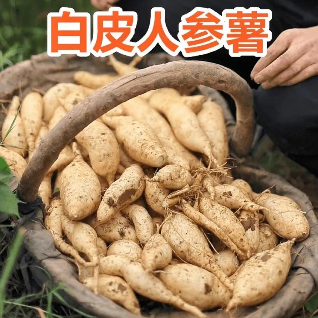 新鲜白皮人参薯白心板栗薯辅食粉面粗粮地瓜红薯5/9斤包邮
