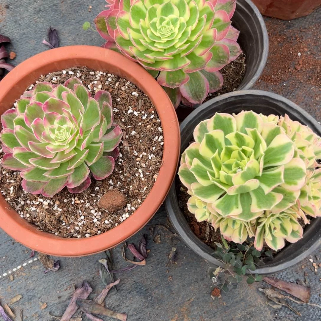 海王迈巴赫孔雀翎多肉植物