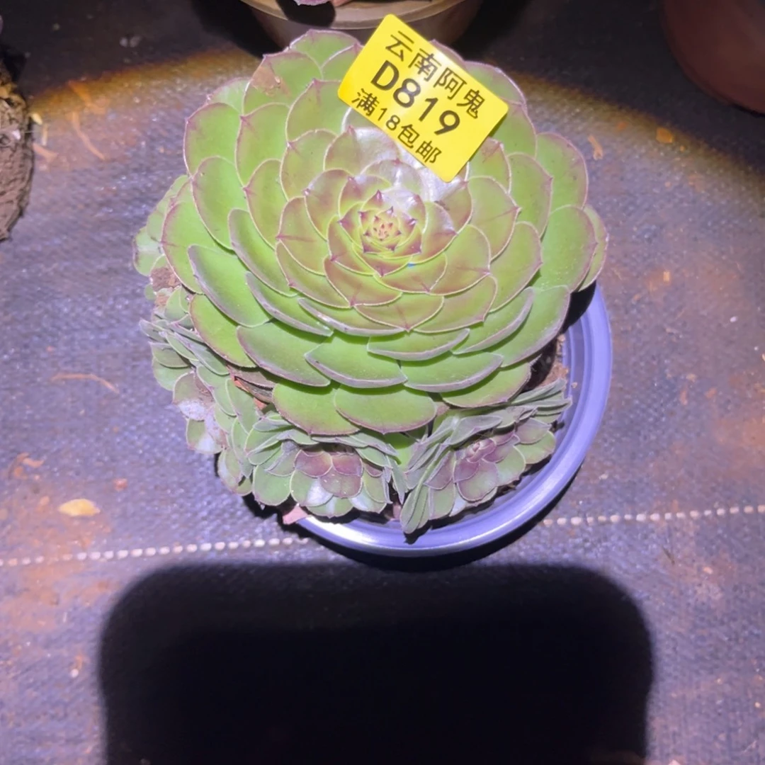 万圣节819多肉植物