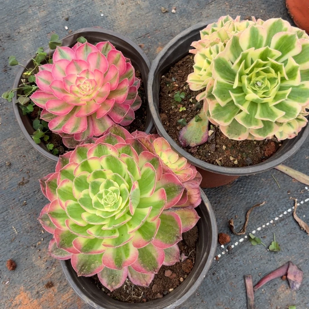 海王荔枝迈巴赫多肉植物