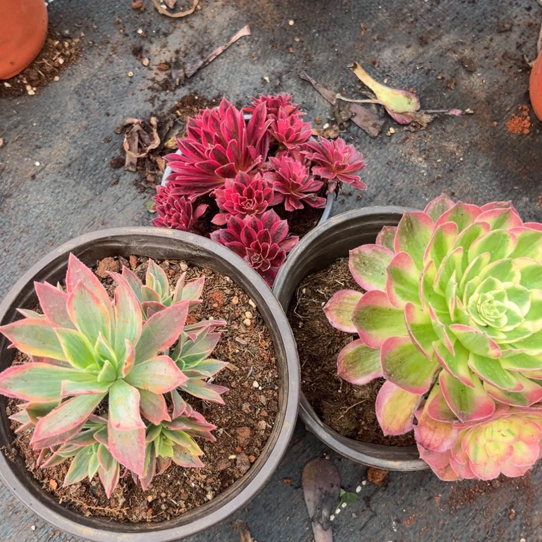 绿体枫叶孔雀锦海王多肉植物