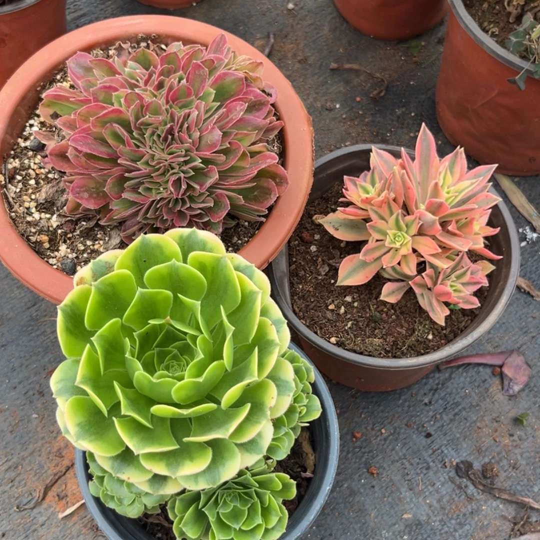 洛神缀金丝翡翠枫叶多肉植物