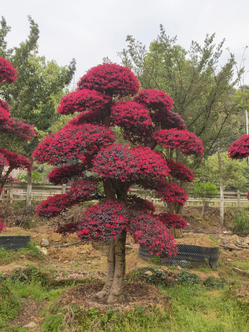 造型红花继木，一年四季红红火火。
