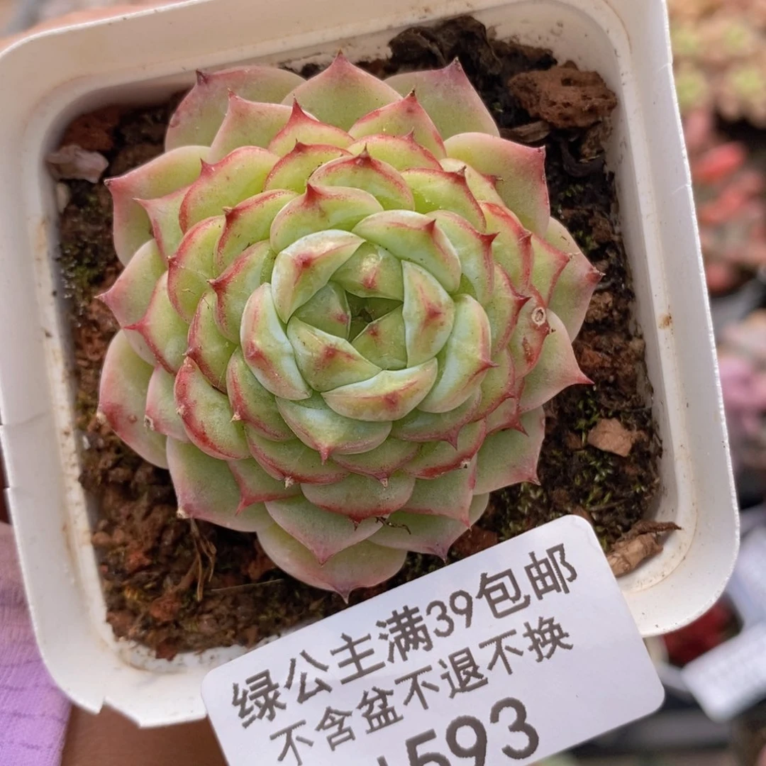 天鹅绒5cm593多肉植物