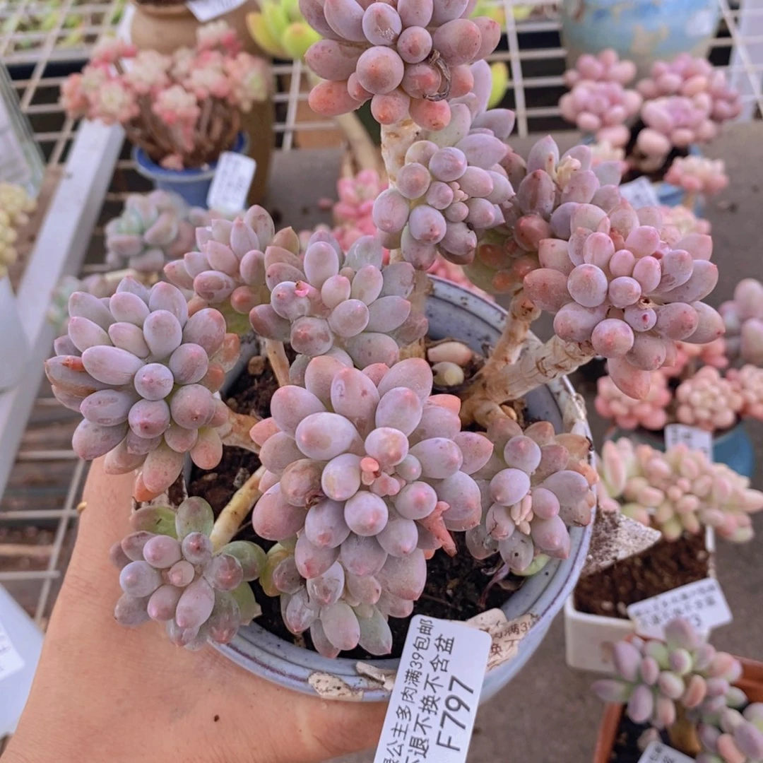 婴儿手指797/10c m