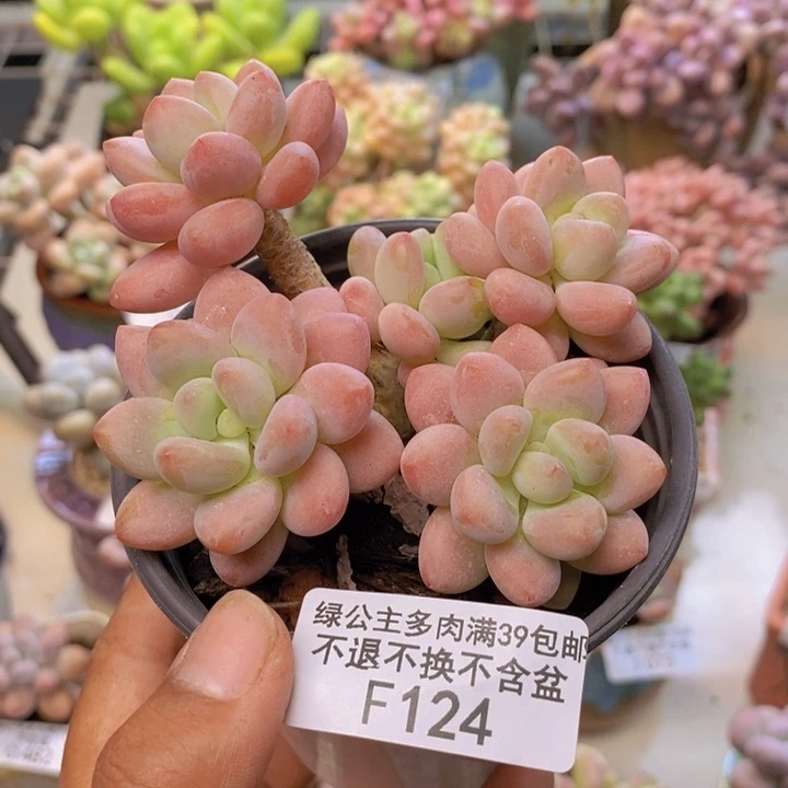 124鱼子酱多肉8cm