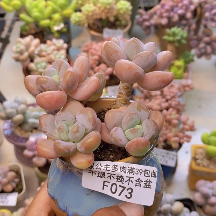 艾***?073橘子香水多肉有断枝