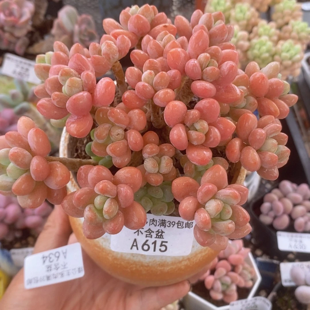 鱼子酱老桩12cm615多肉植物