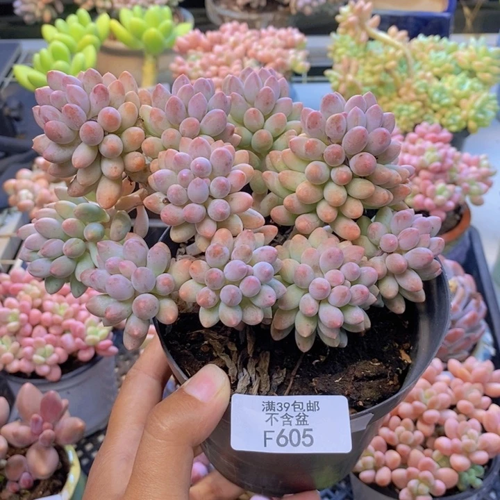 605婴儿手指多肉12cm