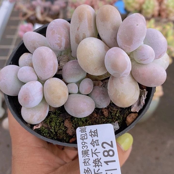 芭比奶酪182/8c m