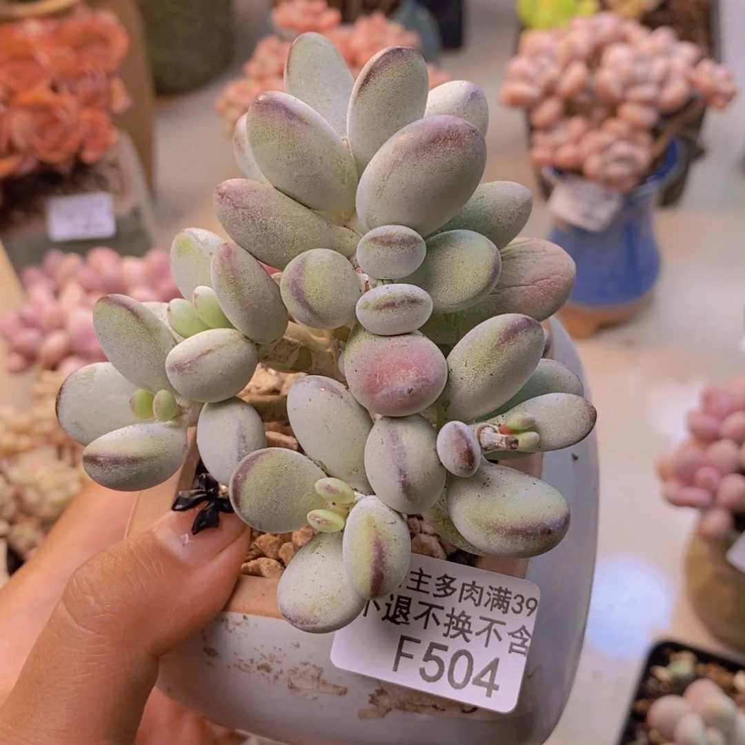 504乓乓福娘多肉7c m