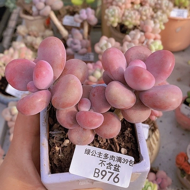 腰子桃蛋7vm976多肉植物