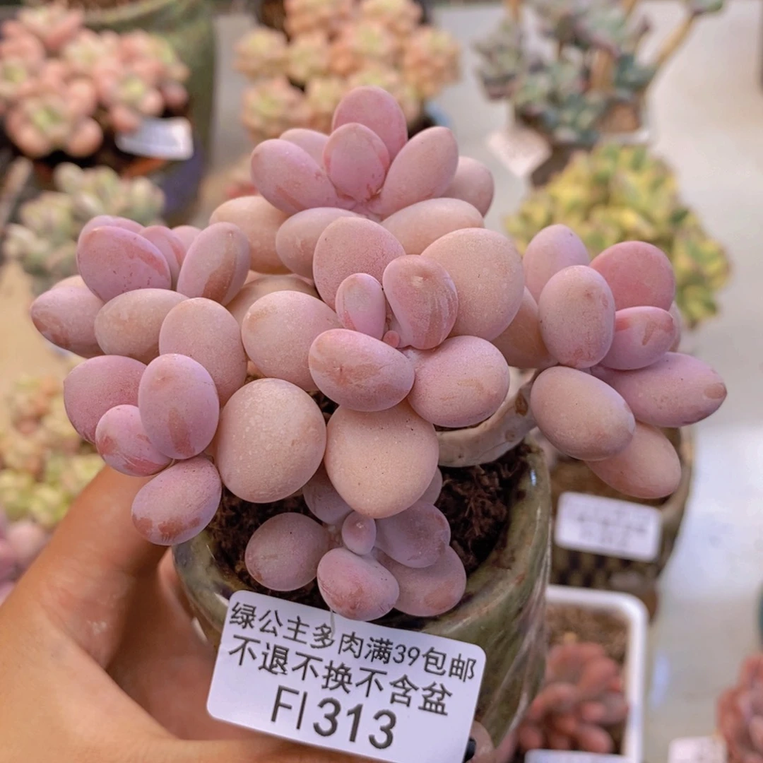 313糖果桃蛋多肉8c m