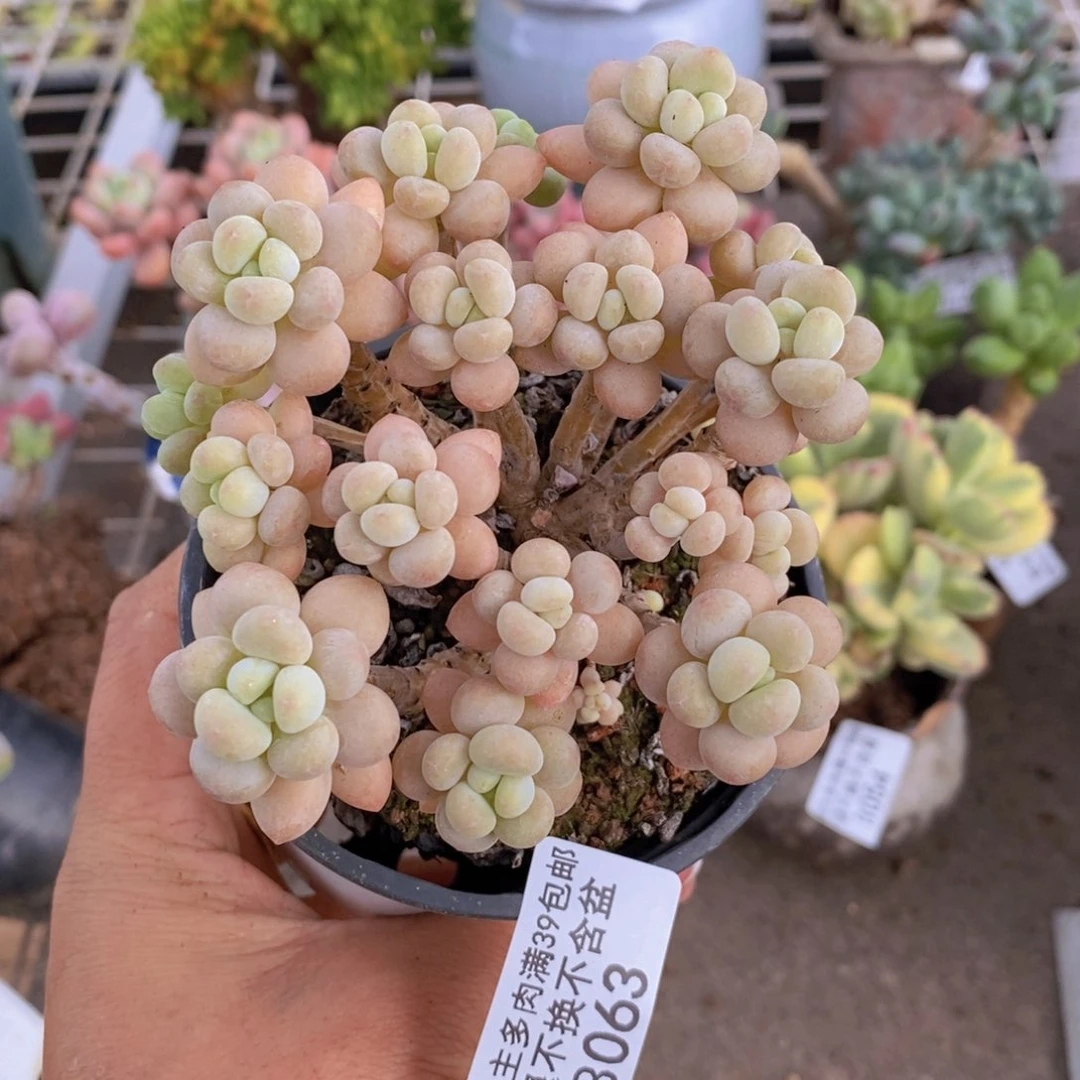 鱼子酱063/8cm的肉