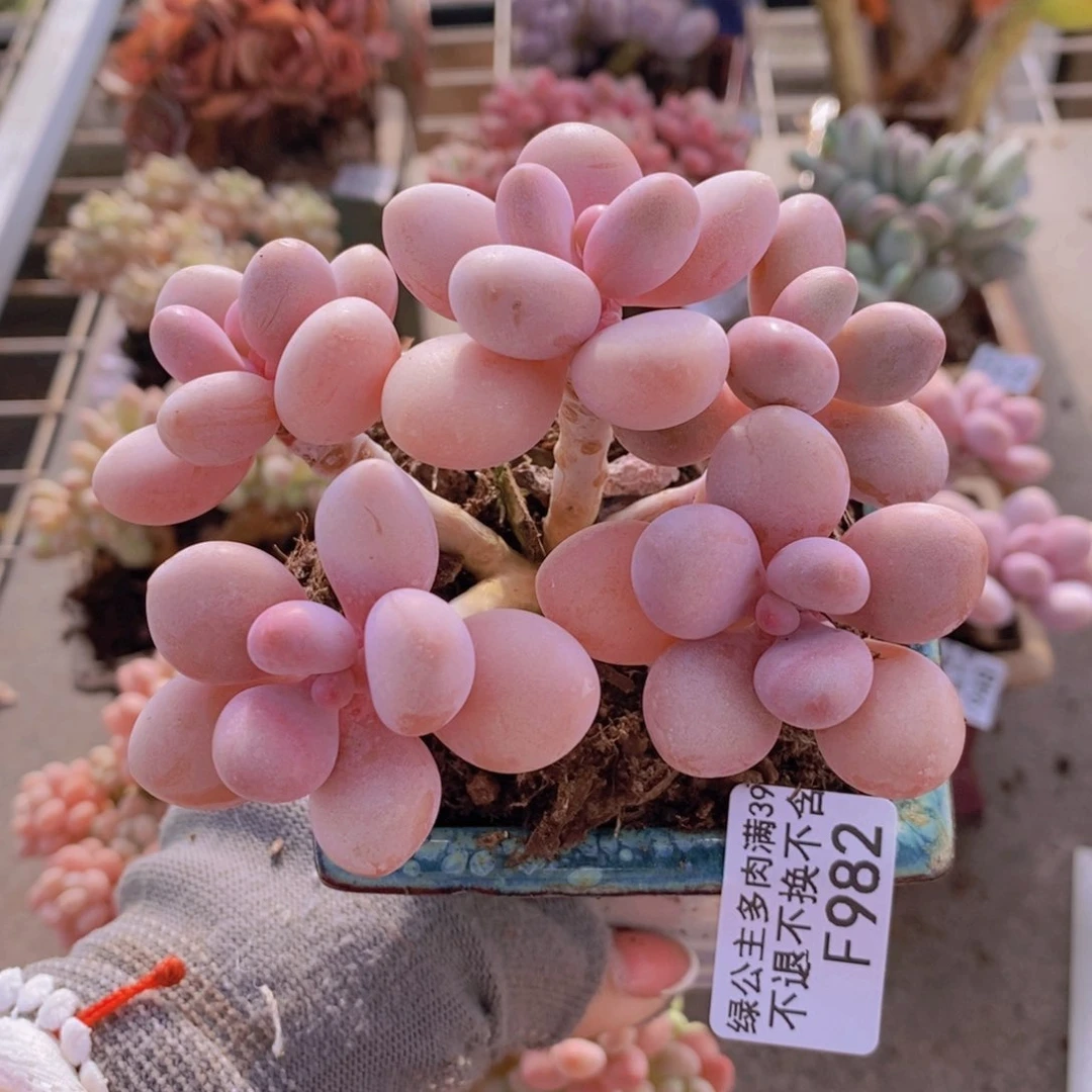 糖果桃蛋982/8c m