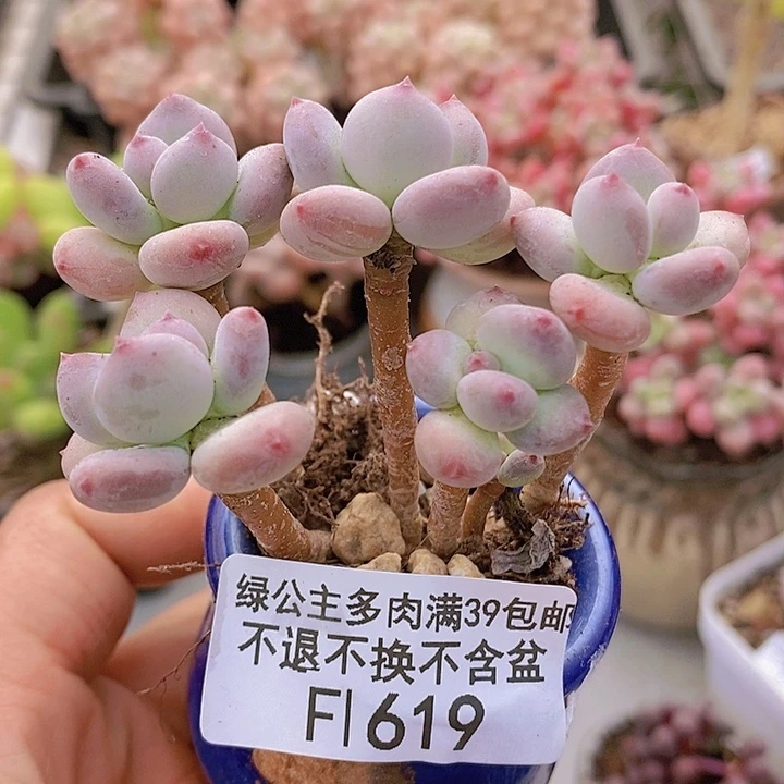 四代苹果奶619多肉植物