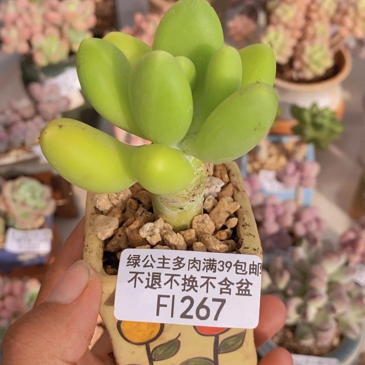 267金蟾多肉肉5cm