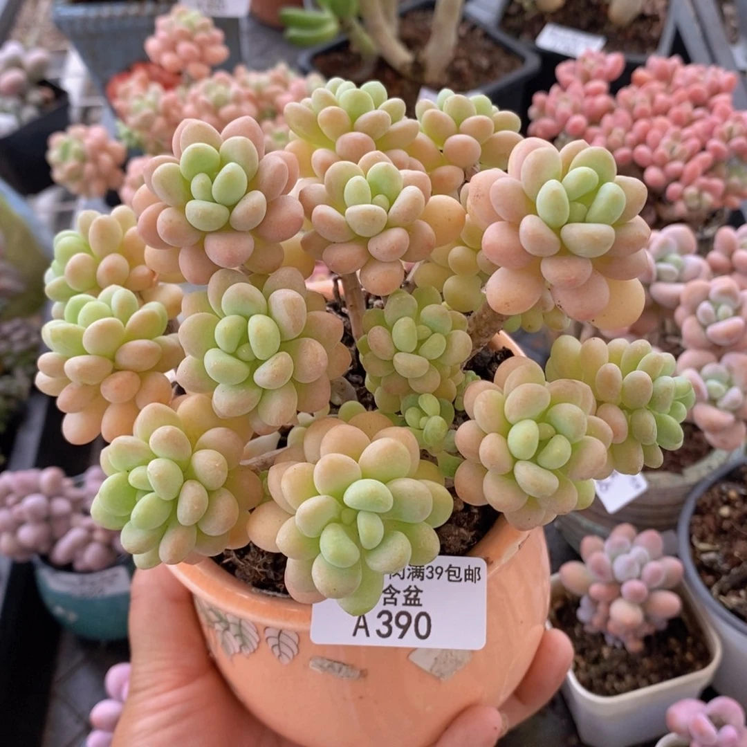 洛可可12cm390多肉植物