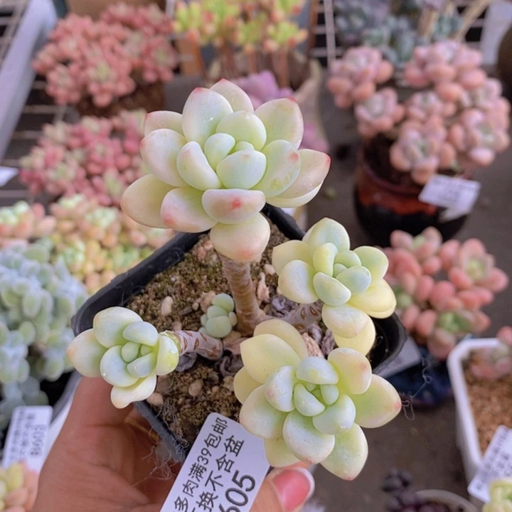 劳尔锦605/7cm多肉