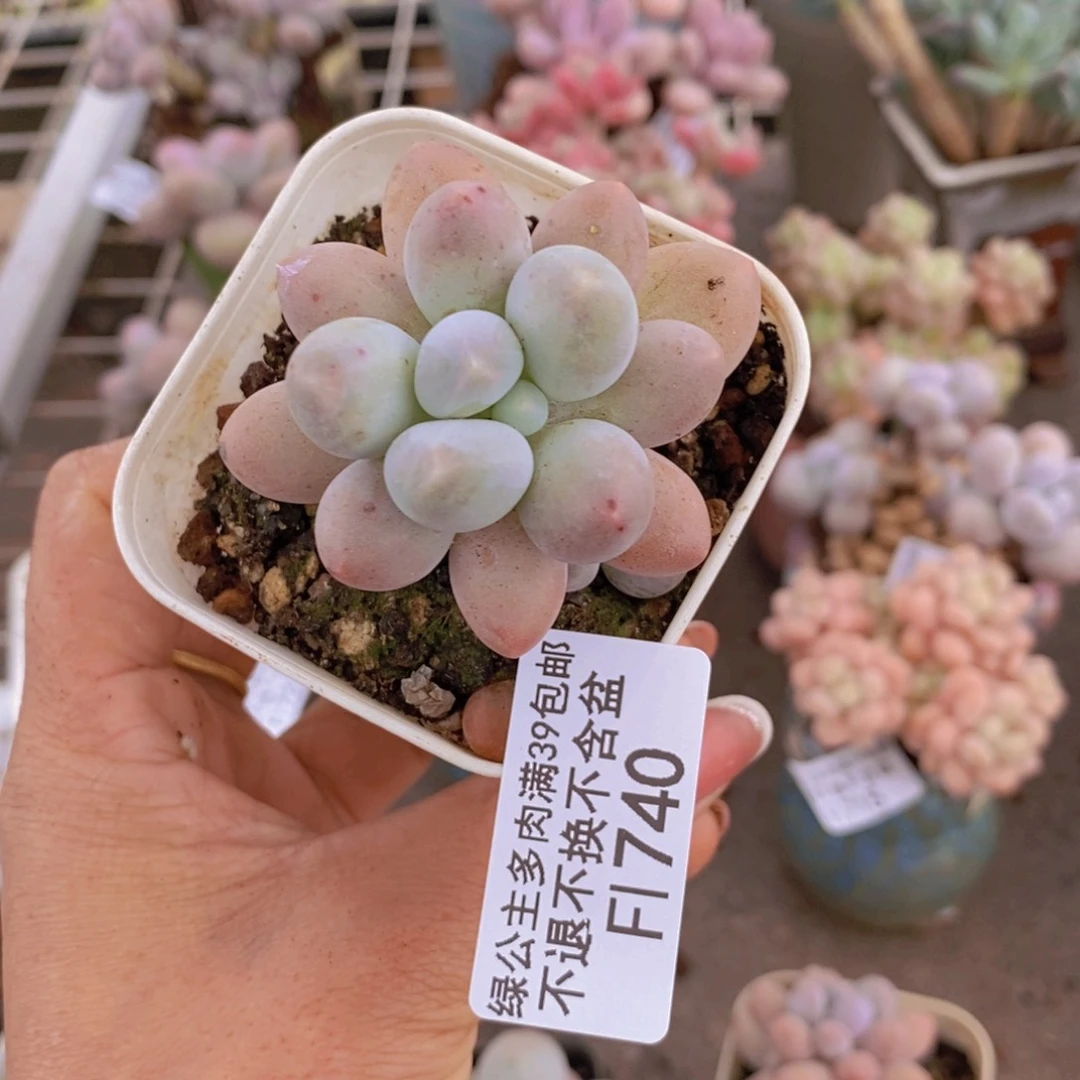 手指奶酪740/4v m