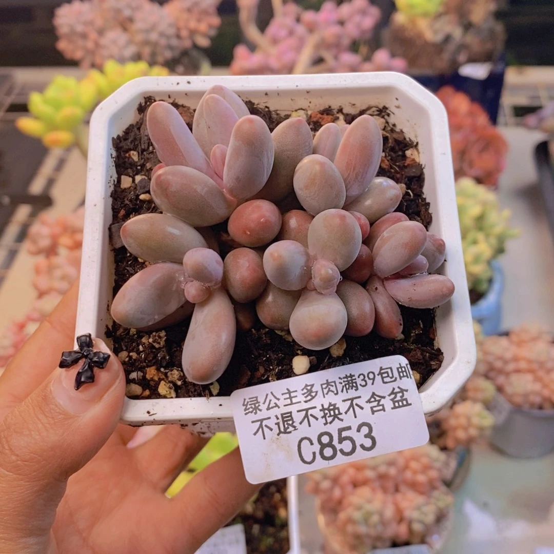 853糖果美人多肉7c m