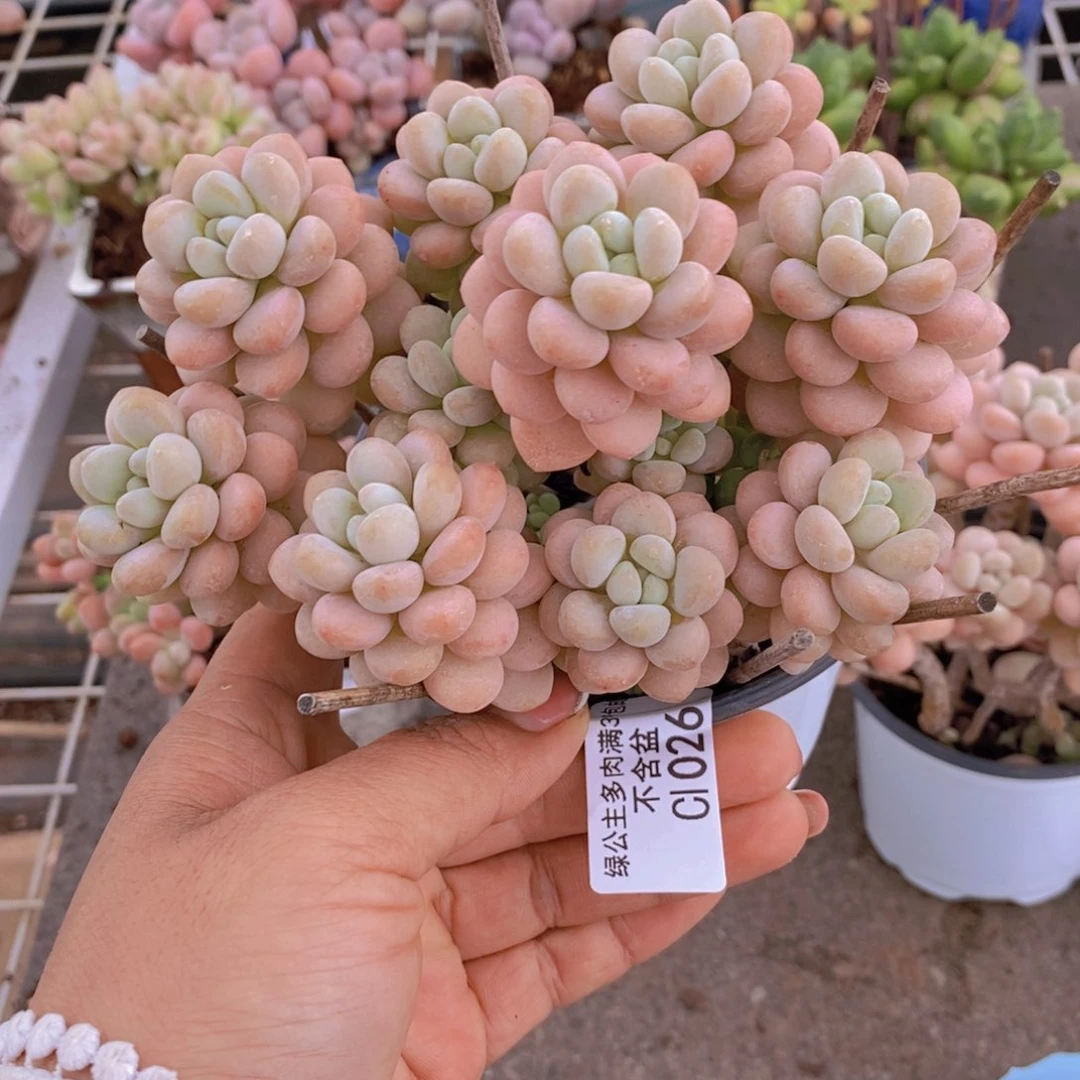 榴****包洛可可026/10cm的肉