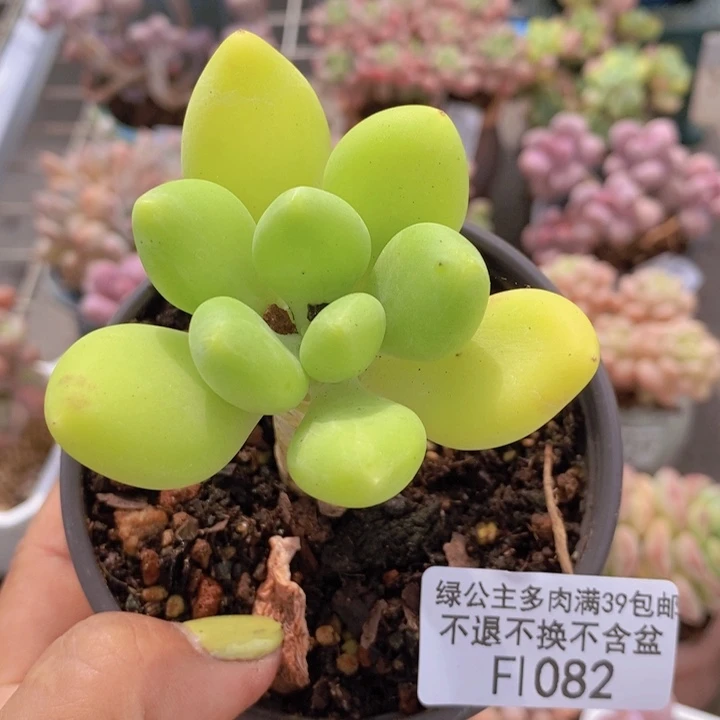 金蟾1082/5cm多肉