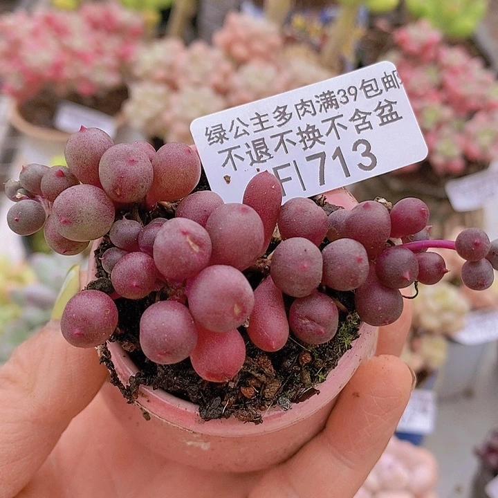 紫泡泡7cm713多肉植物