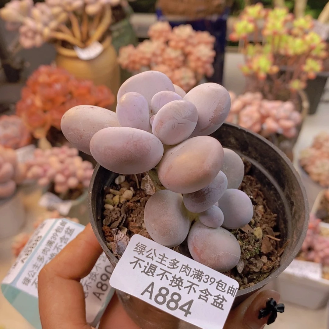 884芭比奶多肉7c m