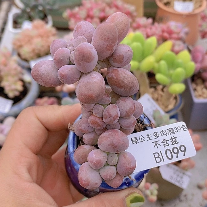 汤圆5cm1099多肉植物