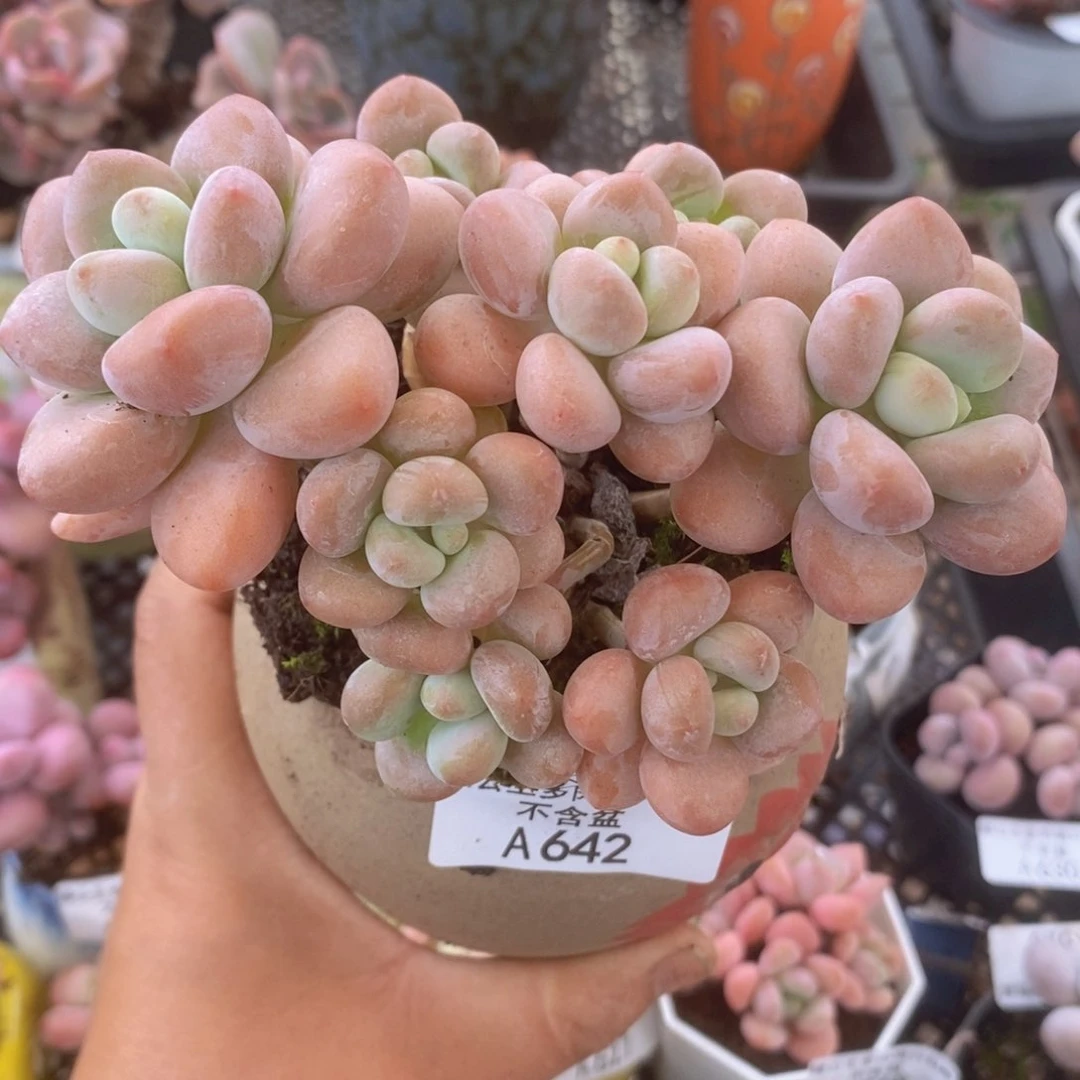 橘子香水洛神老桩12cm642多肉植物
