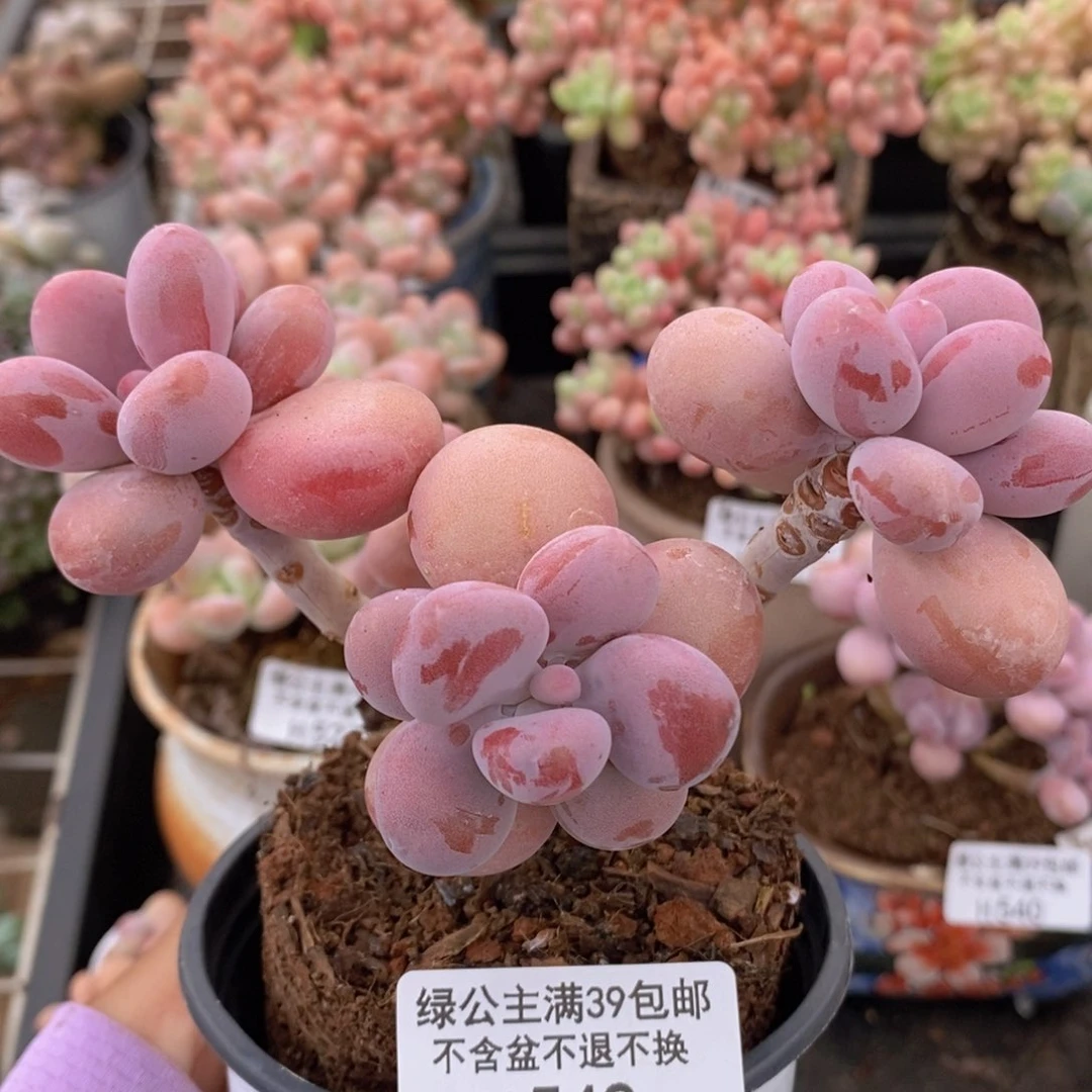 桃蛋老桩542多肉植物