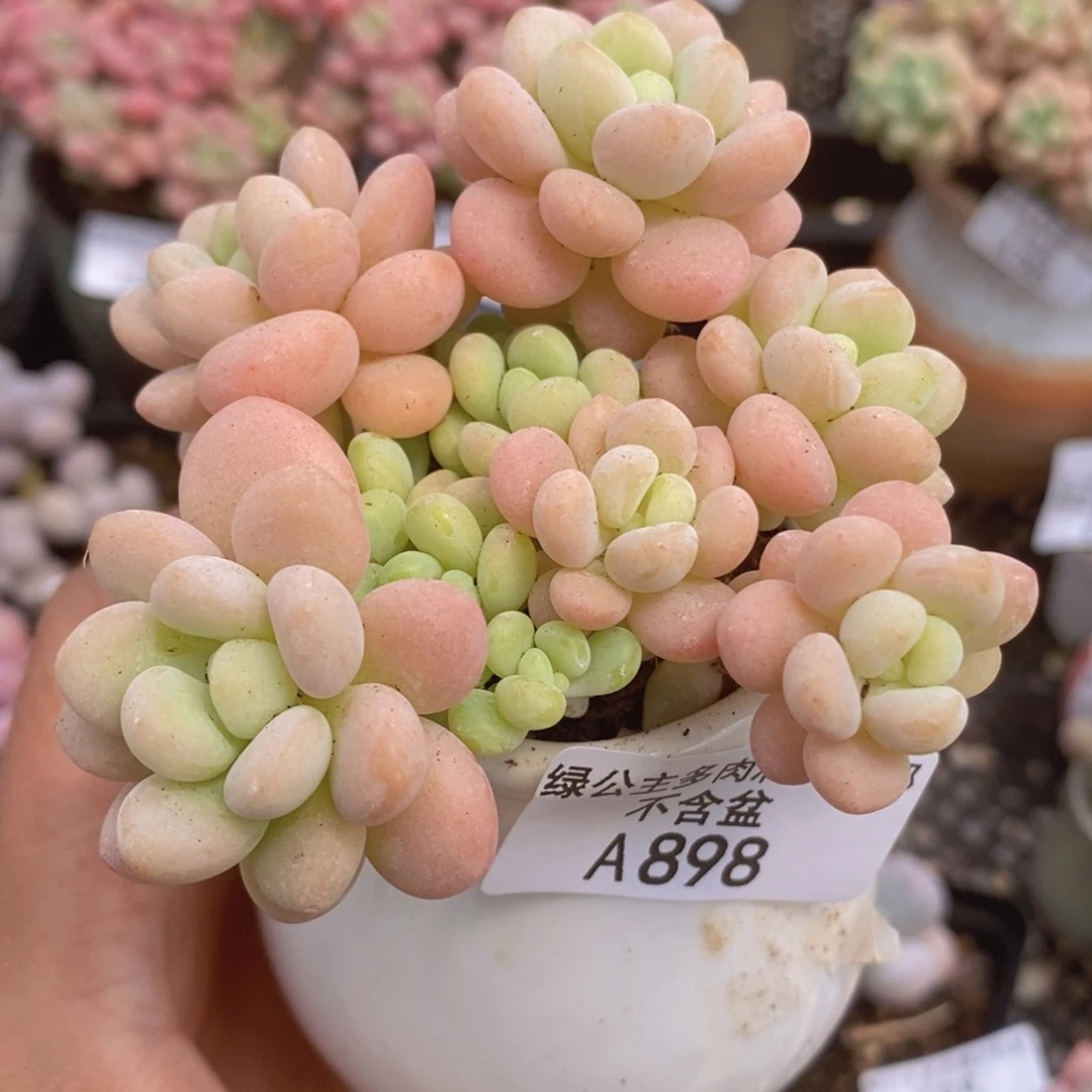 大花球洛可可6cm898多肉植物