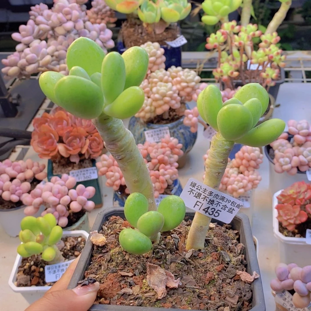 435金蟾多肉整10c m