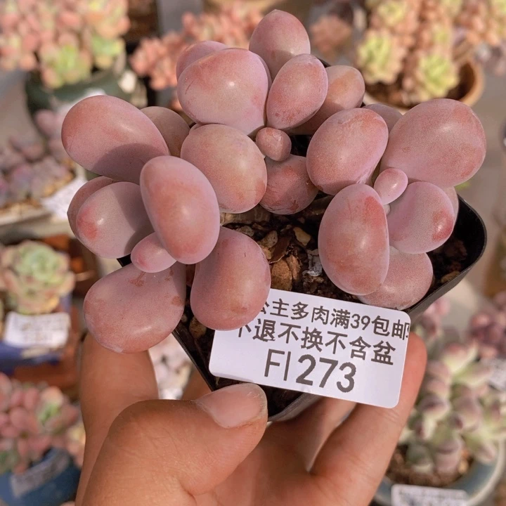273腰子桃蛋多肉7cm