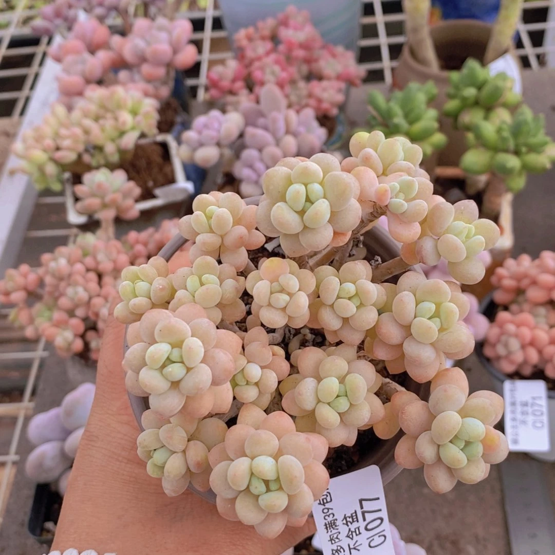 鱼子酱077/9cm多肉多肉