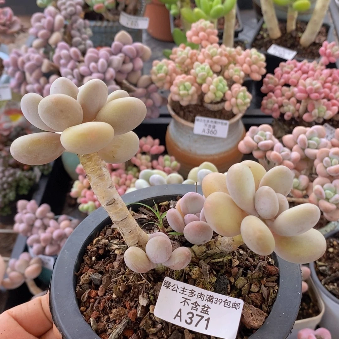 蛋黄奶老桩371多肉植物
