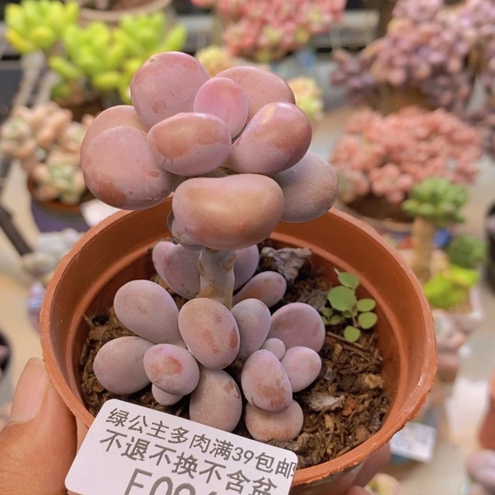 096腰子桃蛋多肉4cm