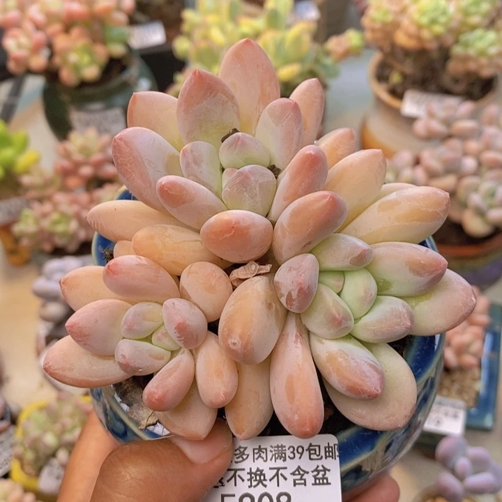 908丸叶香水多肉8cm